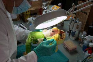 Forensic scientist takes dna sample from a bloody doll, crucial evidence in murder, crime lab analysis, conceptual image